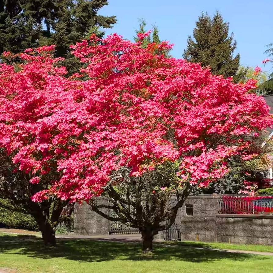 Amazon.com: 2 件組粉紅色山茱萸樹適合戶外種植6 至12 公司高高